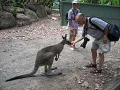 053 Cairns Tropical Zoo